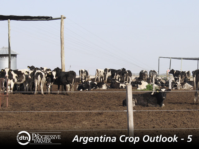 Argentina&#039;s dairy sector needs to be nurtured, but there&#039;s a lack of capital to invest in making the industry more efficient. (DTN photo by Alastair Stewart)